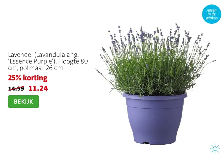 Aanbieding: Lavendel (Lavandula ang. 'Essence Purple')
