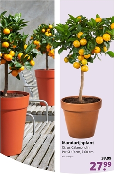 Aanbieding: Mandarijnplant Citrus Calamondin