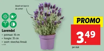 Aanbieding: Lavendel