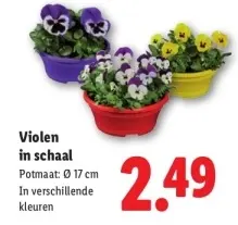 Aanbieding: Viola