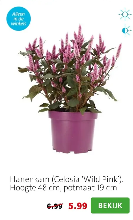 Aanbieding: Hanenkam (Celosia 'Wild Pink')