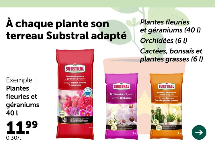 Offre: Plantes fleuries et géraniums
