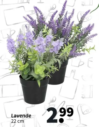 Offre: Lavande 22 cm