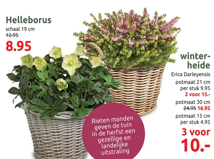Aanbieding: Helleborus