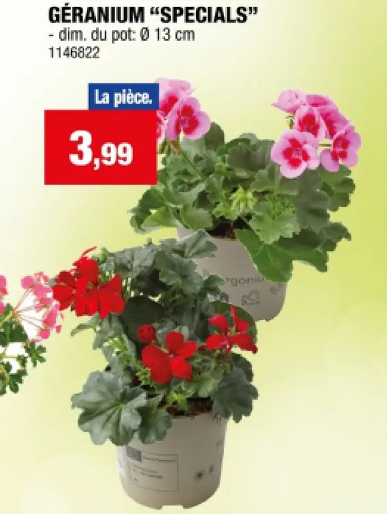 Offre: Géranium "specials"