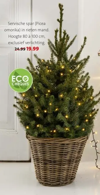 Aanbieding: Servische spar (Picea omorika) in rieten mand
