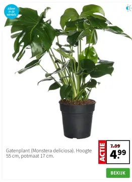 Aanbieding: Gatenplant (Monstera deliciosa)