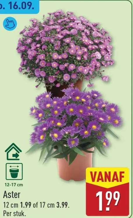 Aanbieding: Aster