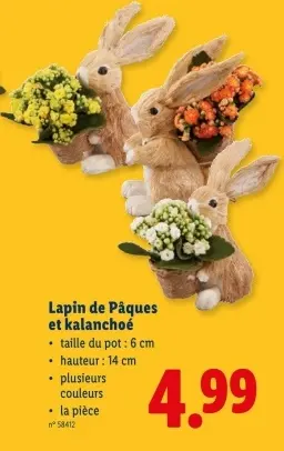 Offre: Lapin de Pâques et kalanchoé