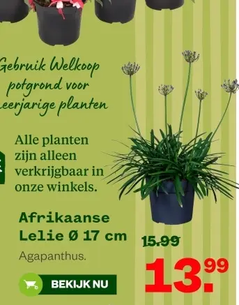 Aanbieding: Afrikaanse Lelie