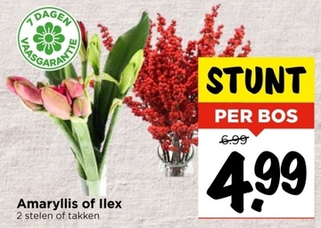 Aanbieding: Amaryllis of llex