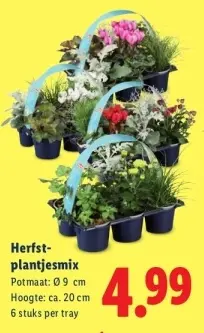 Aanbieding: Herfstplantjesmix