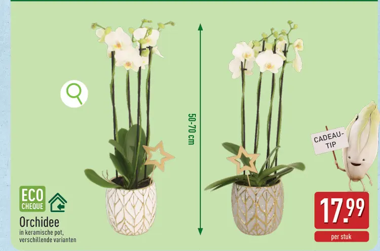 Promotie: Orchidee