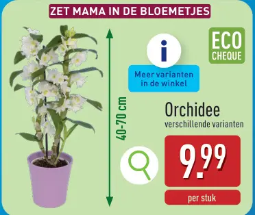 Promotie: Orchidee