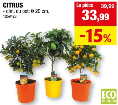 Offre: Citrus