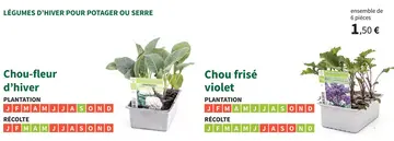 Offre: Chou frisé violet