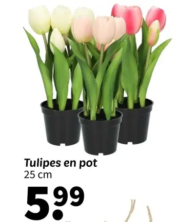 Offre: Tulipes en pot