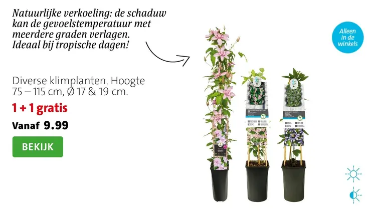 Aanbieding: Diverse klimplanten
