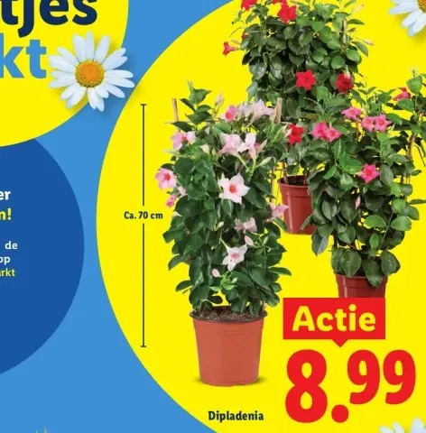 Aanbieding: Dipladenia