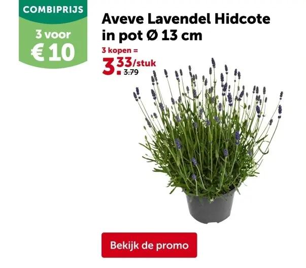 Promotie: Aveve Lavendel Hidcote