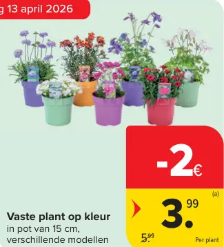 Promotie: Vaste plant op kleur