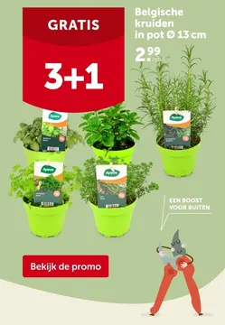 Aanbieding: Belgische kruiden