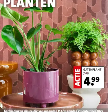 Aanbieding: Gatenplant