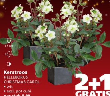 Aanbieding: Kerstroos HELLEBORUS CHRISTMAS CAROL