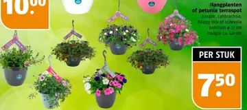 Aanbieding: Hangplanten of petunia terraspot