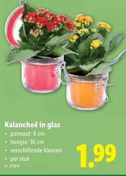 Aanbieding: Kalanchoë in glas