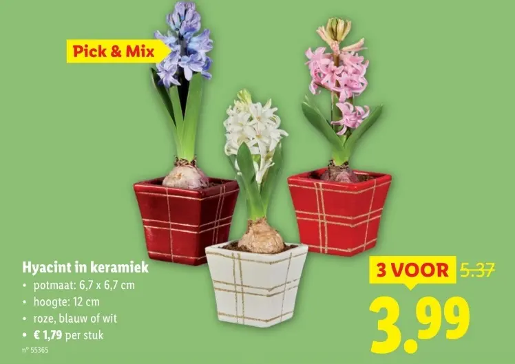 Promotie: Hyacint in keramiek