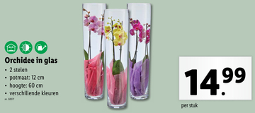 Aanbieding: Orchidee in glas