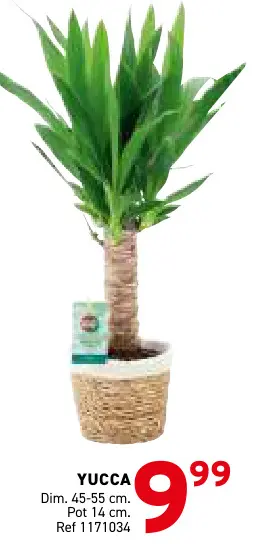 Offre: Yucca
