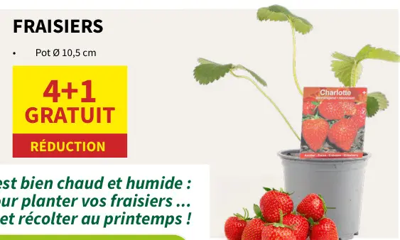 Offre: Fraisiers