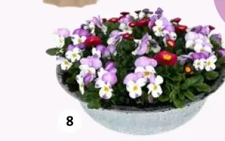 Aanbieding: Arrangement viooltjes