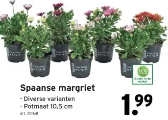 Promotie: Spaanse margriet