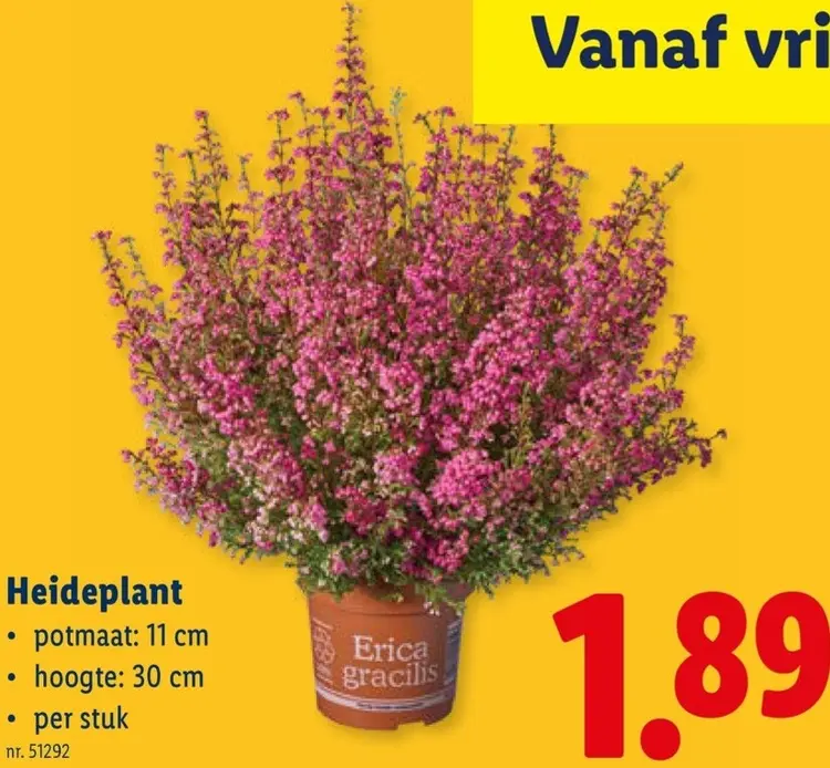 Promotie: Heideplant
