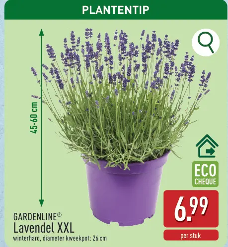 Promotie: Lavendel XXL