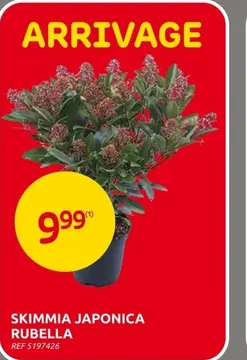 Offre: Skimmia japonica rubella