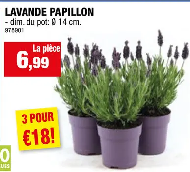 Offre: Lavande papillon