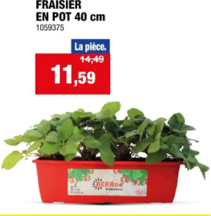 Offre: Fraisier