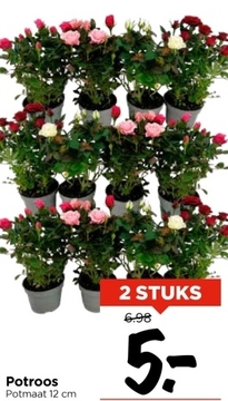 Aanbieding: Potroos