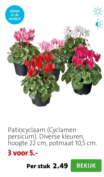 Aanbieding: Patiocyclaam (Cyclamen persicum)