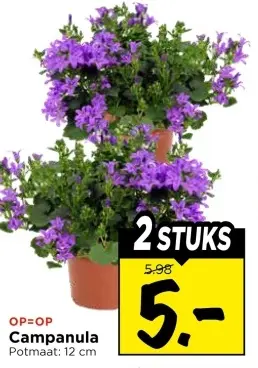 Aanbieding: Campanula