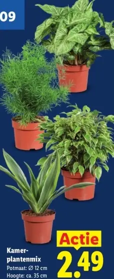 Aanbieding: Kamerplantenmix