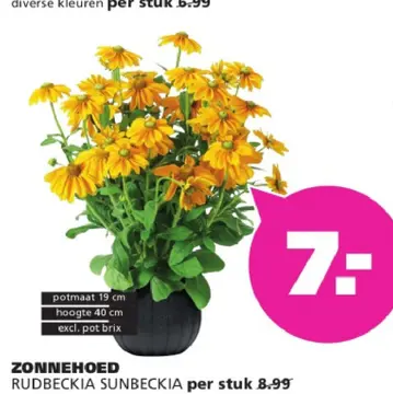Aanbieding: Zonnehoed RUDBECKIA sunbeckia