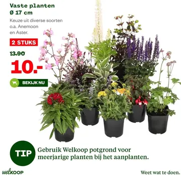 Aanbieding: Vaste planten