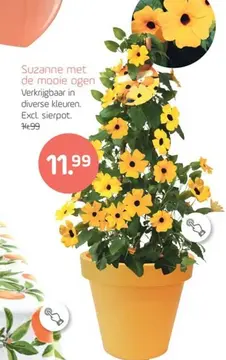 Aanbieding: Suzanne met de mooie ogen