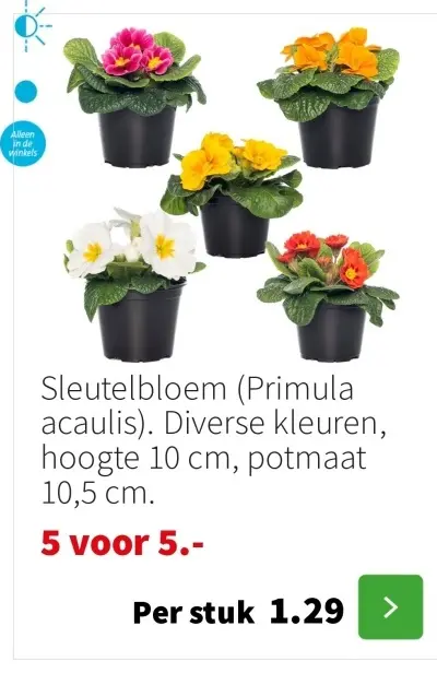 Aanbieding: Sleutelbloem (Primula acaulis)