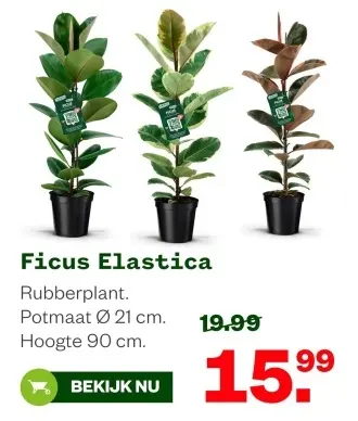 Aanbieding: Ficus Elastica